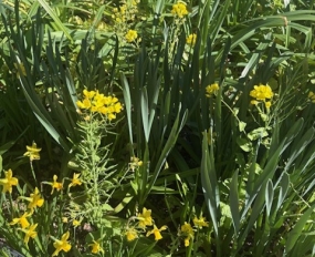 お寒うございます。